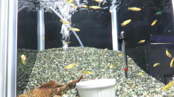 東京サンマリン