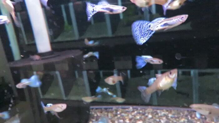 東京サンマリン