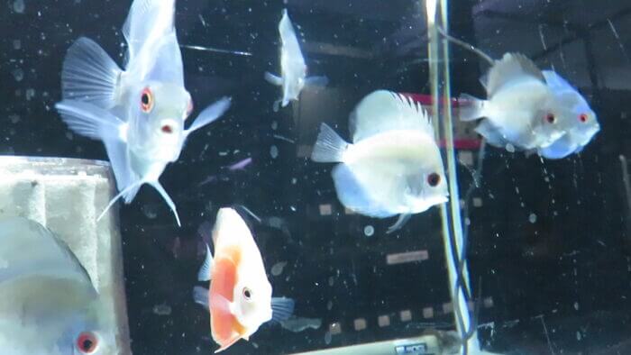 東京サンマリン