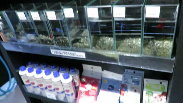 東京サンマリン