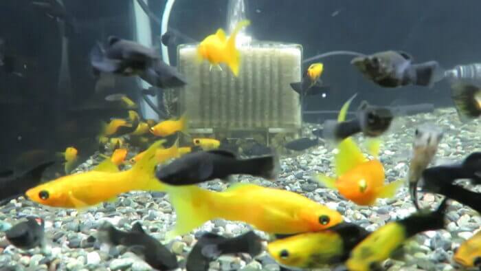 東京サンマリン