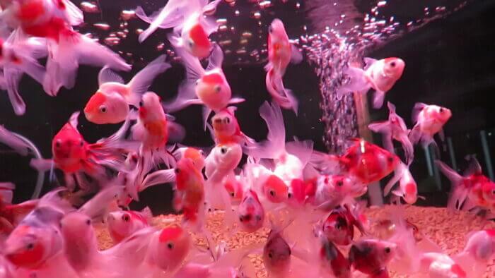 東京サンマリン