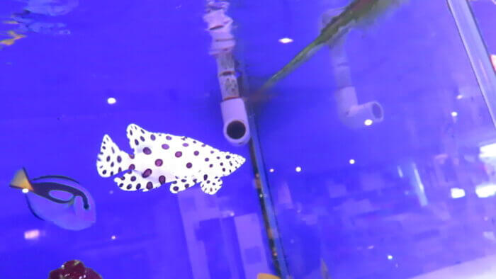 東京サンマリン