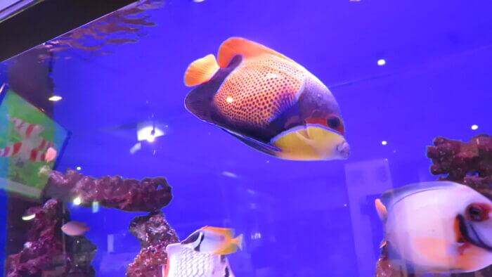 東京サンマリン