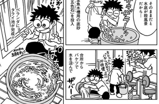 出典:ベランダビオトープ