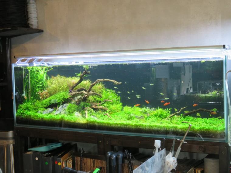 リトルインテリアアクアリウム