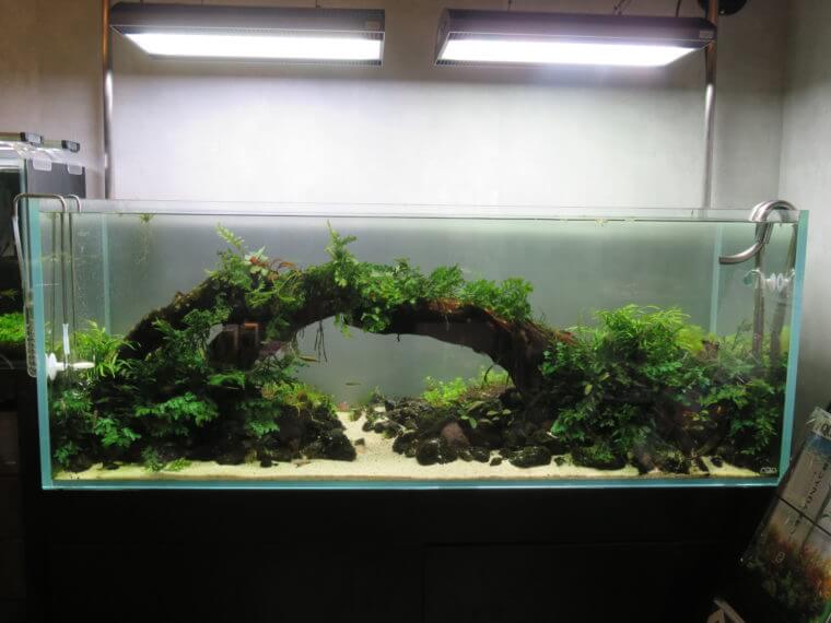 リトルインテリアアクアリウム