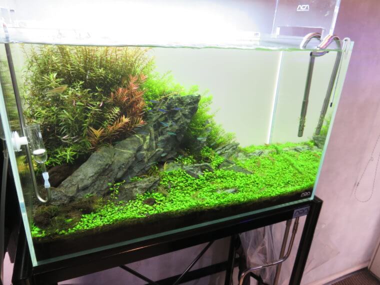 リトルインテリアアクアリウム