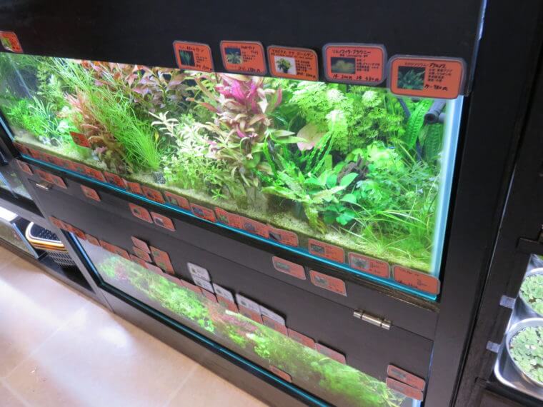 リトルインテリアアクアリウム