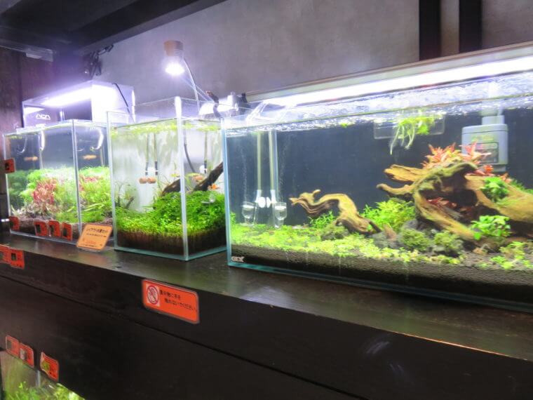 リトルインテリアアクアリウム
