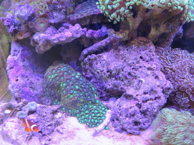 リトルインテリアアクアリウム