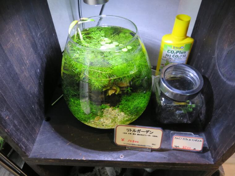 リトルインテリアアクアリウム