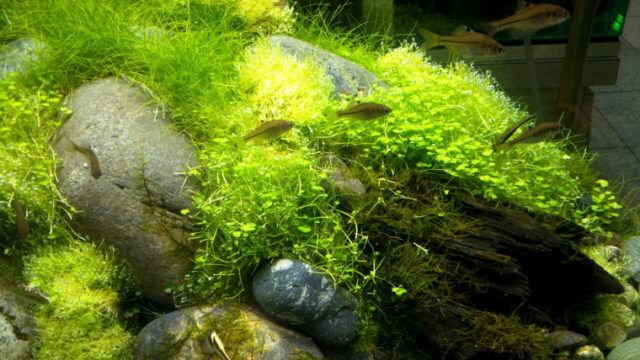 AQUA FOREST(アクアフォレスト)新宿店