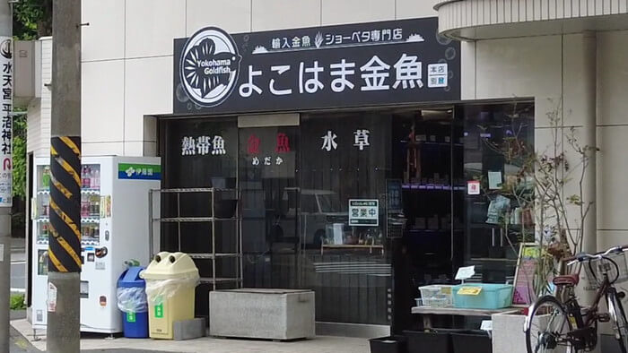 よこはま金魚本店
