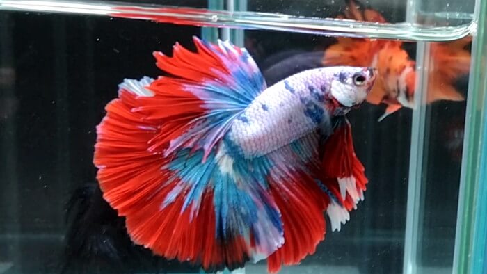 よこはま金魚本店