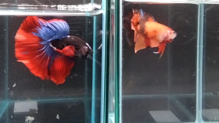 よこはま金魚本店