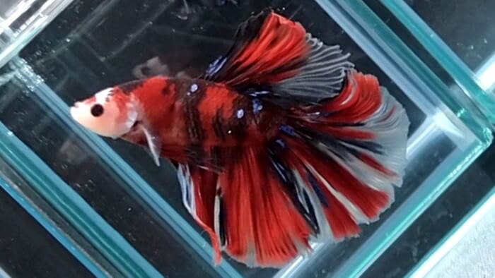 よこはま金魚本店