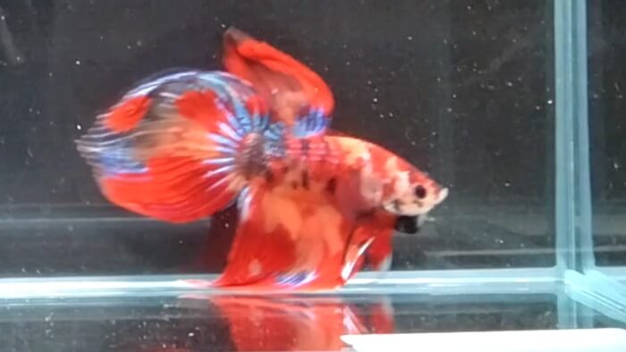 よこはま金魚本店