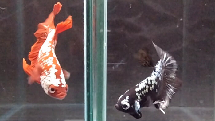 よこはま金魚本店