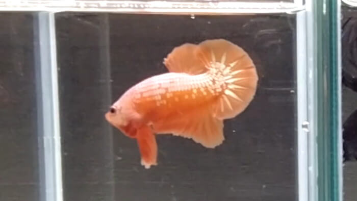 よこはま金魚本店