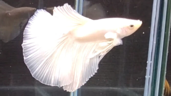 よこはま金魚本店