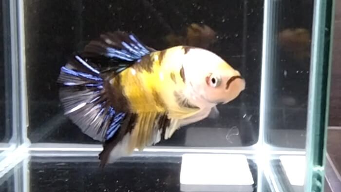 よこはま金魚本店