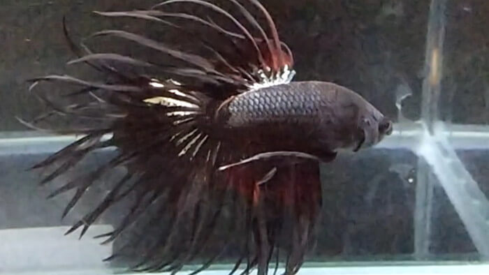 よこはま金魚本店