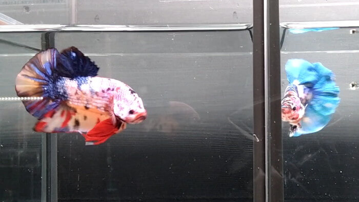 よこはま金魚本店