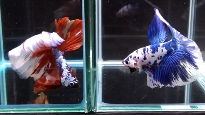 よこはま金魚本店