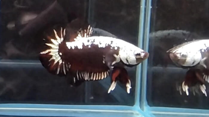 よこはま金魚本店