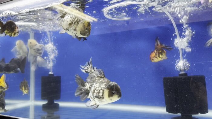 よこはま金魚本店