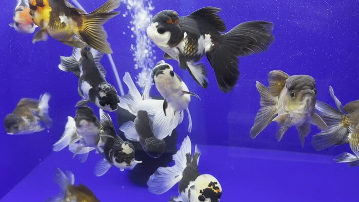 よこはま金魚本店