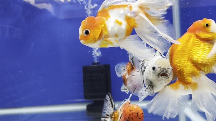 よこはま金魚本店