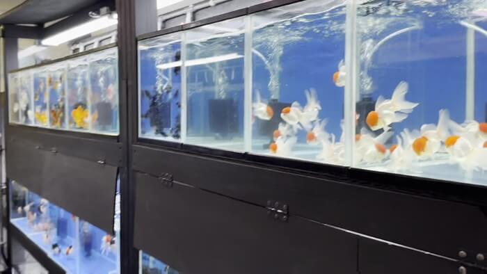 よこはま金魚本店