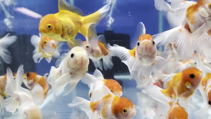 よこはま金魚本店