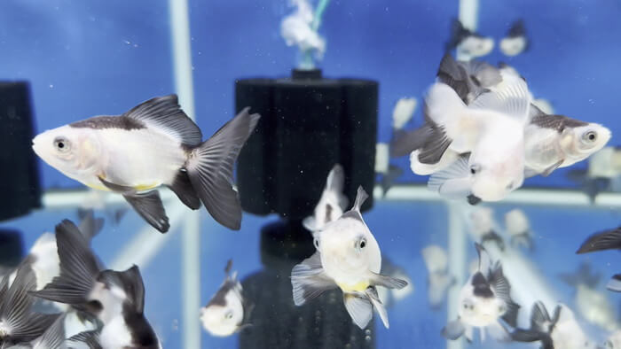 よこはま金魚本店