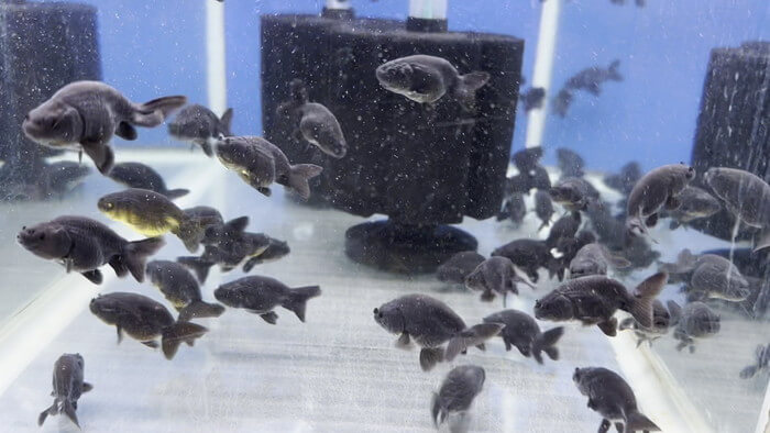 よこはま金魚本店