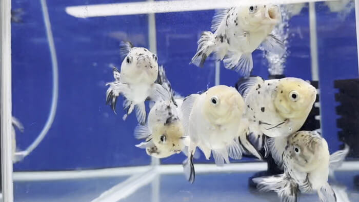 よこはま金魚本店