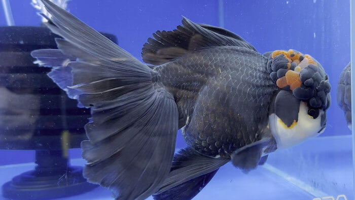 よこはま金魚本店