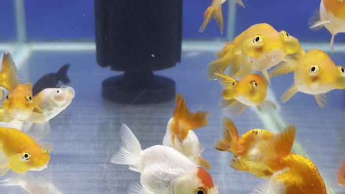 よこはま金魚本店