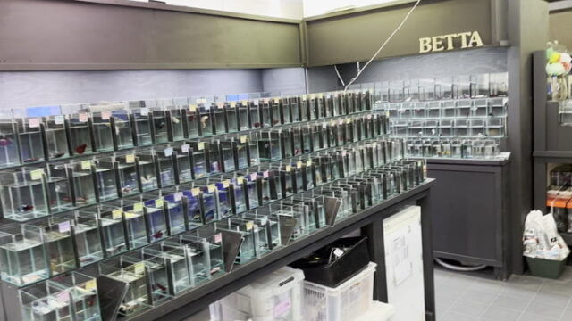 よこはま金魚本店