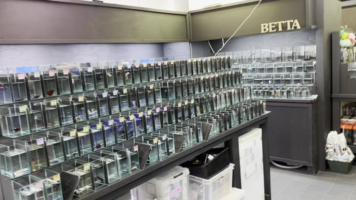 よこはま金魚本店