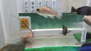 ヨコハマおもしろ水族館