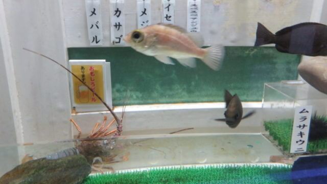 ヨコハマおもしろ水族館