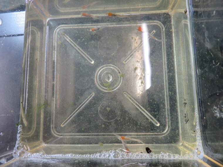 青木メダカ 三色錦