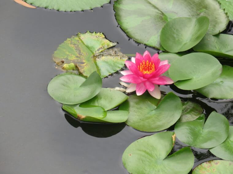 西武池袋本店9F屋上フィッシュショップ