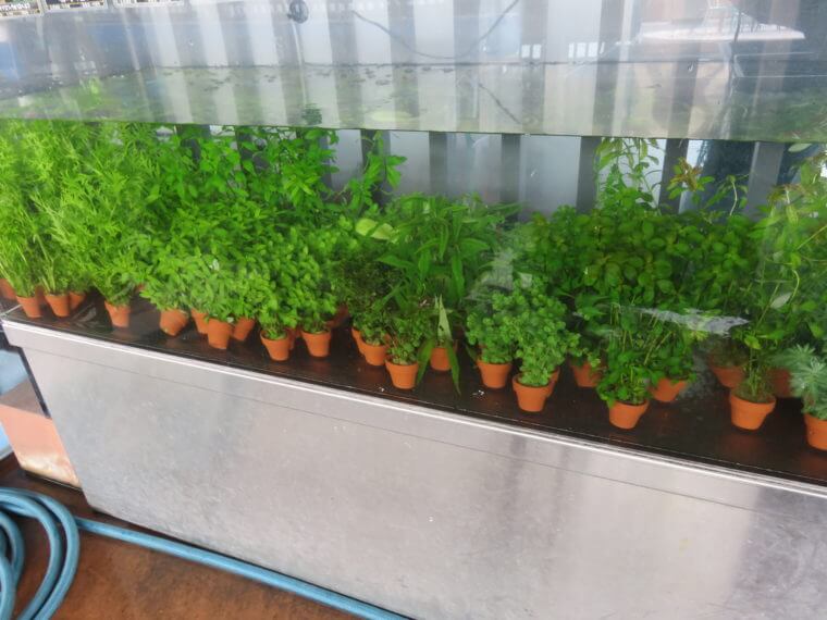 西武池袋本店9F屋上フィッシュショップ