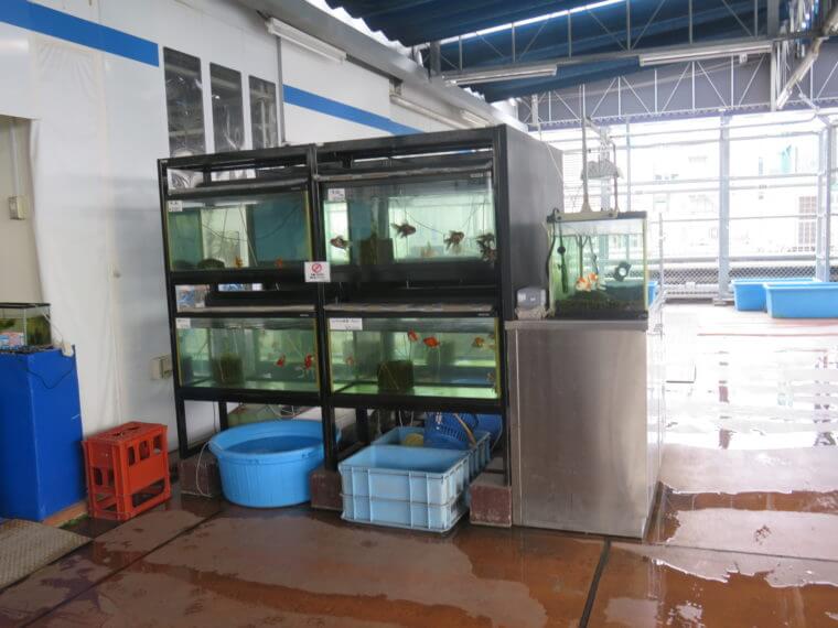 西武池袋本店9F屋上フィッシュショップ