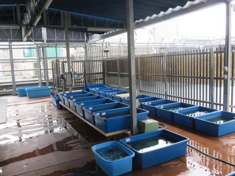 西武池袋本店9F屋上フィッシュショップ