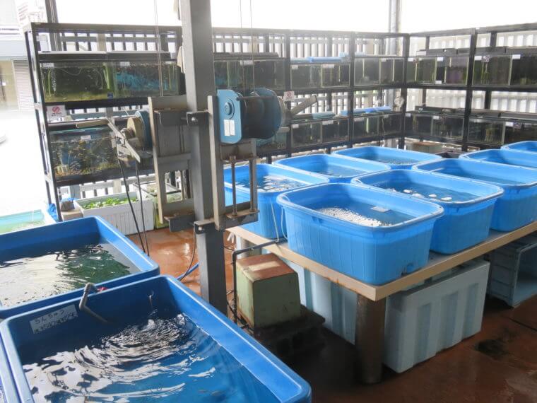 西武池袋本店9F屋上フィッシュショップ